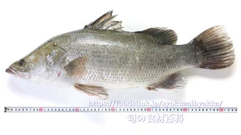 akame fish|Akame .
